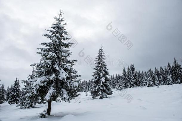 冬松树树,圣诞节观念