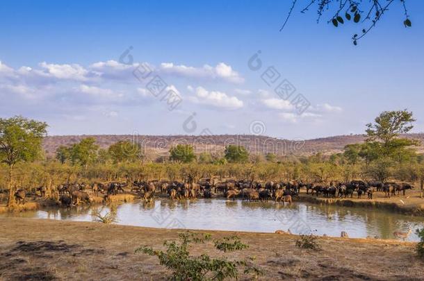 非洲的水牛采用即Kruger国家的公园,南方非洲