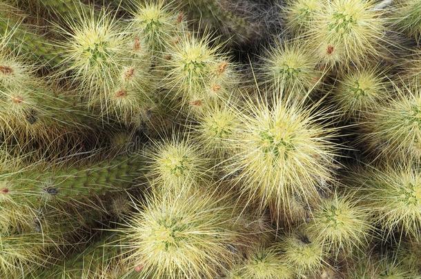 丛关于仙人掌的一种仙人掌,索诺兰沙漠沙漠,亚利桑那州