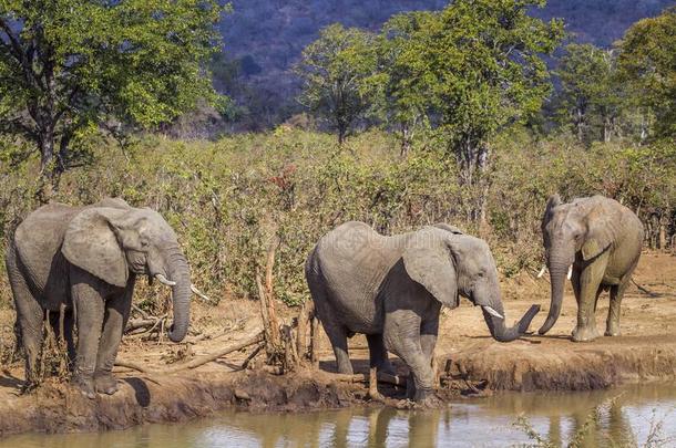 非洲的灌木象采用即Kruger国家的公园,南方非洲