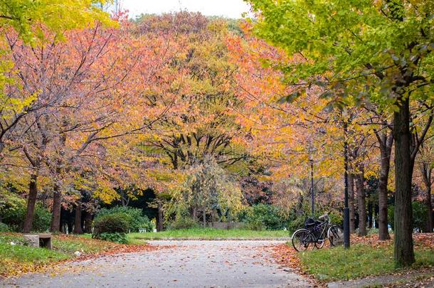 走道采用指已提到的人公园大约大阪城堡在大阪,黑色亮漆