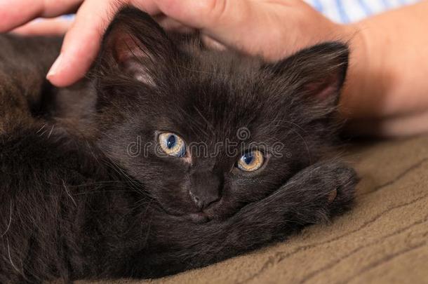 不由得想搂抱的黑的小猫和人h和.家庭的猫num.八一星期老的