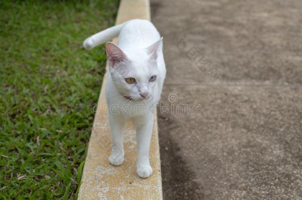 标题白色猫和两个颜色眼睛,蓝色和黄色的眼睛.山