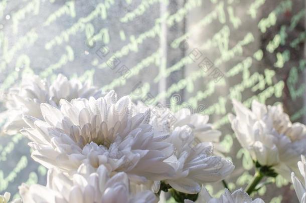 花束关于穆拉提赞美白色的菊花盛开的特写镜头.