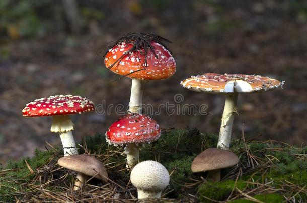 伞形毒菌麝香飞蘑菇木耳红色的蘑菇和白色的地点采用Greece希腊