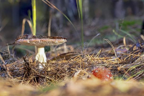 伞形毒菌麝香飞蘑菇<strong>木耳</strong>红色的蘑菇和白色的地点采用Greece希腊
