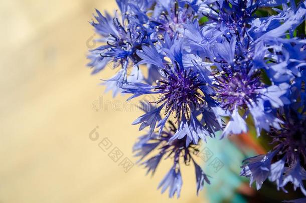 蓝色矢车菊花束特写镜头采用抽象的背景和placebocapsule安慰剂胶囊