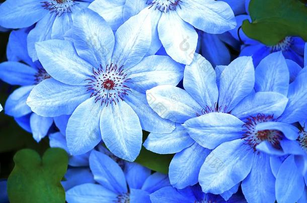 蓝色花特写镜头自然的背景,美丽的蓝色花