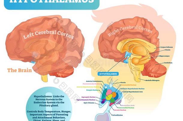 丘脑下部矢量说明.标记的图表和脑标准