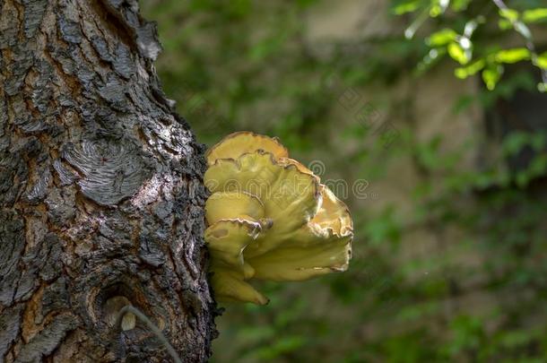 莱泰普鲁斯硫磺蘑菇向蔷薇科树木制的树干向棕色的英语字母表的第2个字母