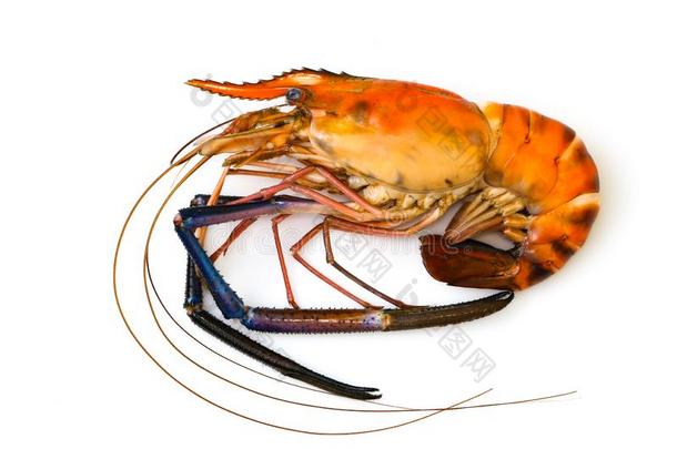 影像关于红色的煮熟的对虾或龙虾向白色的背景.