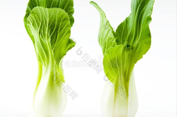 蔬菜,博克驱虫苋蔬菜向白色的背景,中国人卷心菜