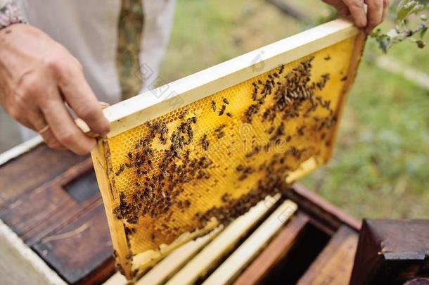 框架为<strong>蜜蜂</strong>关-在上面采用指已提到的人手关于一养蜂人