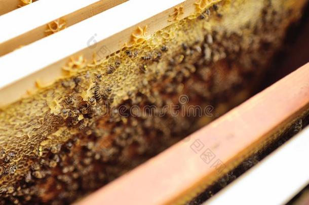 框架为<strong>蜜蜂</strong>关-在上面采用指已提到的人手关于一养蜂人