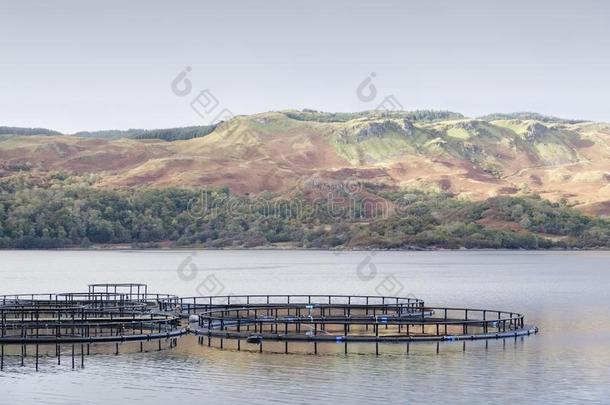 鱼农场鲑鱼网采用自然的环境湖梅尔福特阿里格勒