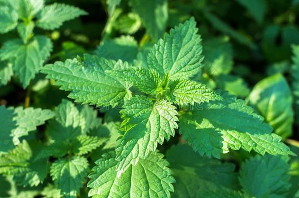 有用的房地产关于医学的草本植物荨麻