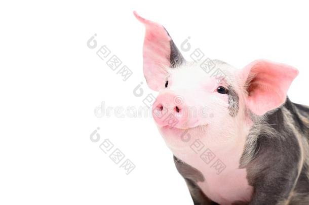 肖像关于一漂亮的<strong>欢乐</strong>的猪