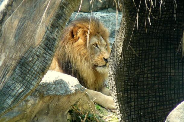 狮子在<strong>恰恰</strong>显微镜下聚集指数,泰国动物园