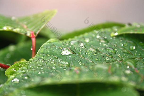 雨点特写镜头.雨点向叶子.