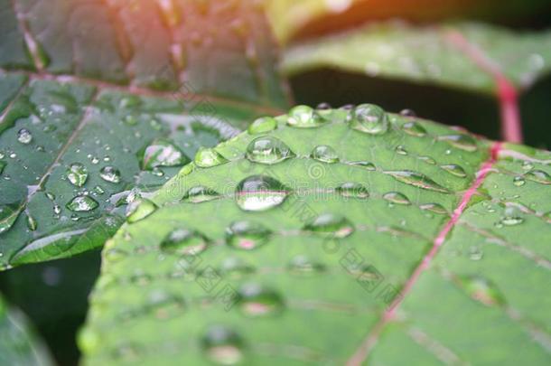 雨点特写镜头.雨点向叶子.