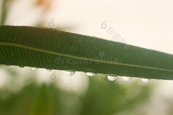 雨点特写镜头.雨点向叶子.