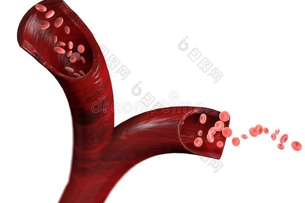 红色的血细胞,红细胞细胞,流关于红色的血细胞隐袭的