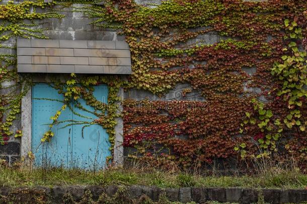 富有色彩的树叶攀登的向岩石墙采用札幌北海道黑色亮漆