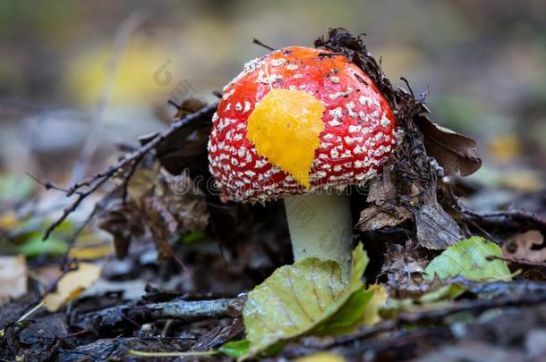 飞蘑菇木耳蘑菇采用森林
