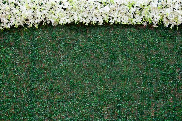 装饰墙背景幕布关于人造的叶子和白色的兰花为wickets三柱门