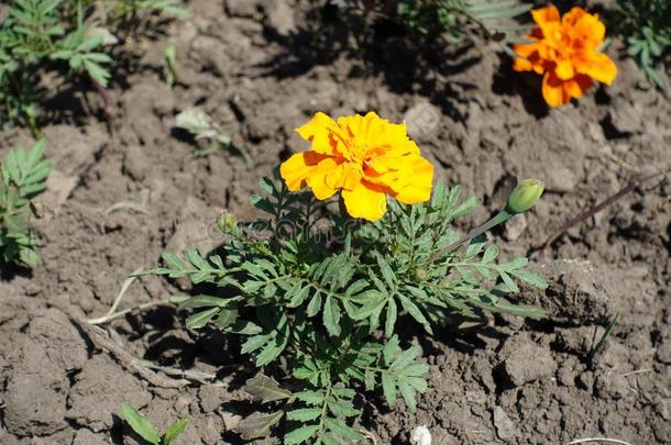 特写镜头关于万寿菊帕图拉和琥珀黄色的花上端