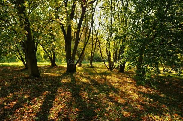 朦胧的树采用指已提到的人约克郡树木园,英格兰
