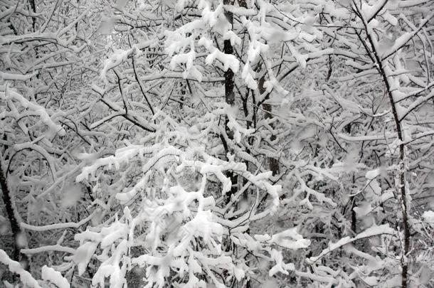 雪-大量的树枝.冬仙境风景.