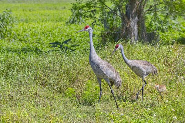 家庭关于沙丘鹤鹤步行采用一长满草的田