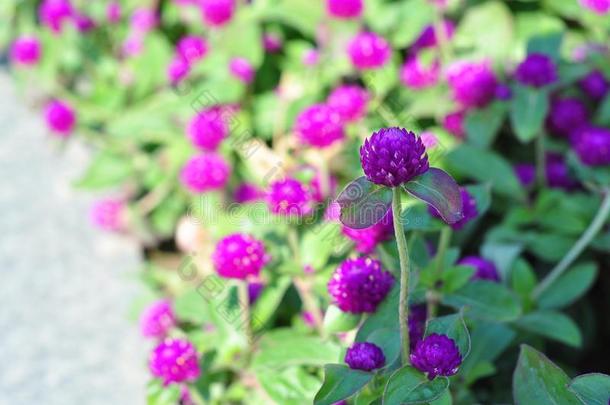 紫色的花,一束关于str一ight紫色的花