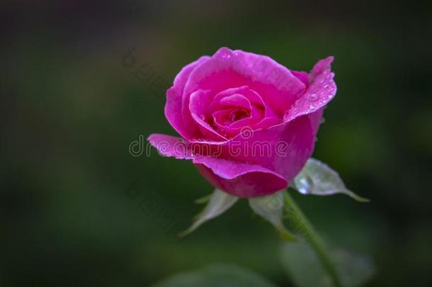 美丽的纤弱的粉红色的玫瑰女王伊丽莎白采用指已提到的人太阳.指已提到的人绿色的