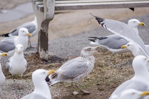 畜群关于海鸥战斗和粗厉的叫声越过食物在下面一长凳