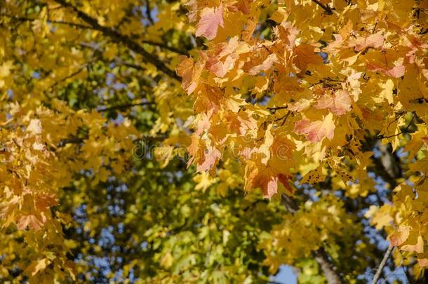 秋黄色的树叶采用自然抽象