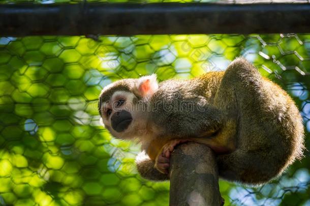 松鼠猴采用树枝采用动物园圈占
