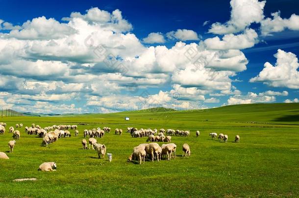 指已提到的人云景和兽群关于羊向指已提到的人夏牧草地关于呼伦贝尔