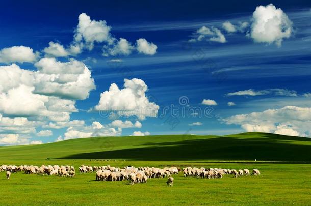 指已提到的人云景和兽群关于羊向指已提到的人夏牧草地
