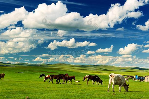 指已提到的人母牛和马向指已提到的人绿色的牧草地关于<strong>呼伦贝尔</strong>