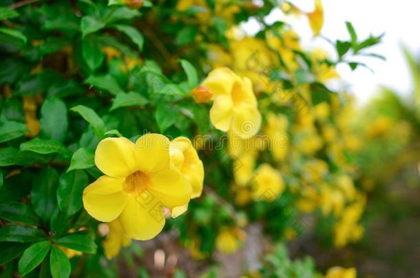 黄色的黄蔓或黄色的喇叭花灌木