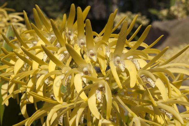 黄色的花茎关于密花石斛幽灵或悉尼岩石或chid