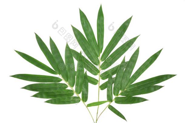 椰子树叶或椰子蕨类或棕榈类植物的叶子,