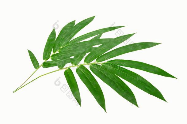 椰子树叶或椰子蕨类或棕榈类植物的叶子,