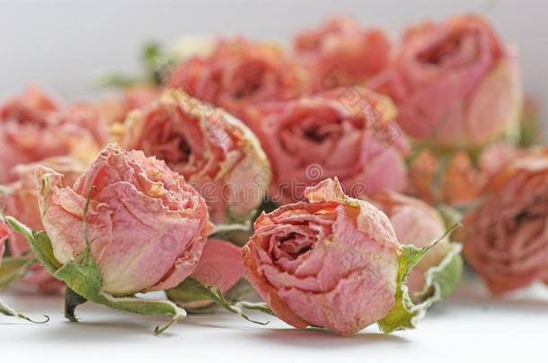 干的干燥的芽关于小的粉红色的玫瑰花和绿色的萼片