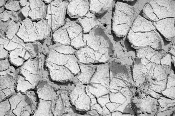 有裂缝的和干的干燥的泥土由于向干旱