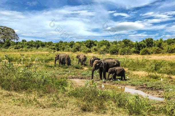 斯里斯里兰卡乌达瓦拉韦国家的公园象组