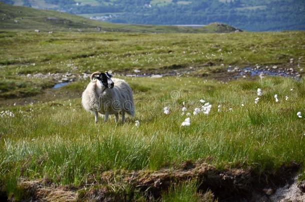 苏格兰的<strong>扮演</strong>黑人羊和田园诗般的夏山风景
