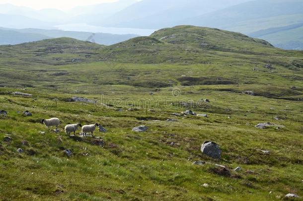 苏格兰的<strong>扮演</strong>黑人羊和田园诗般的夏山风景